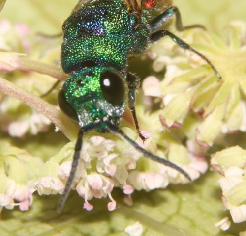 Réf. 297 077 : Chrysis sp.